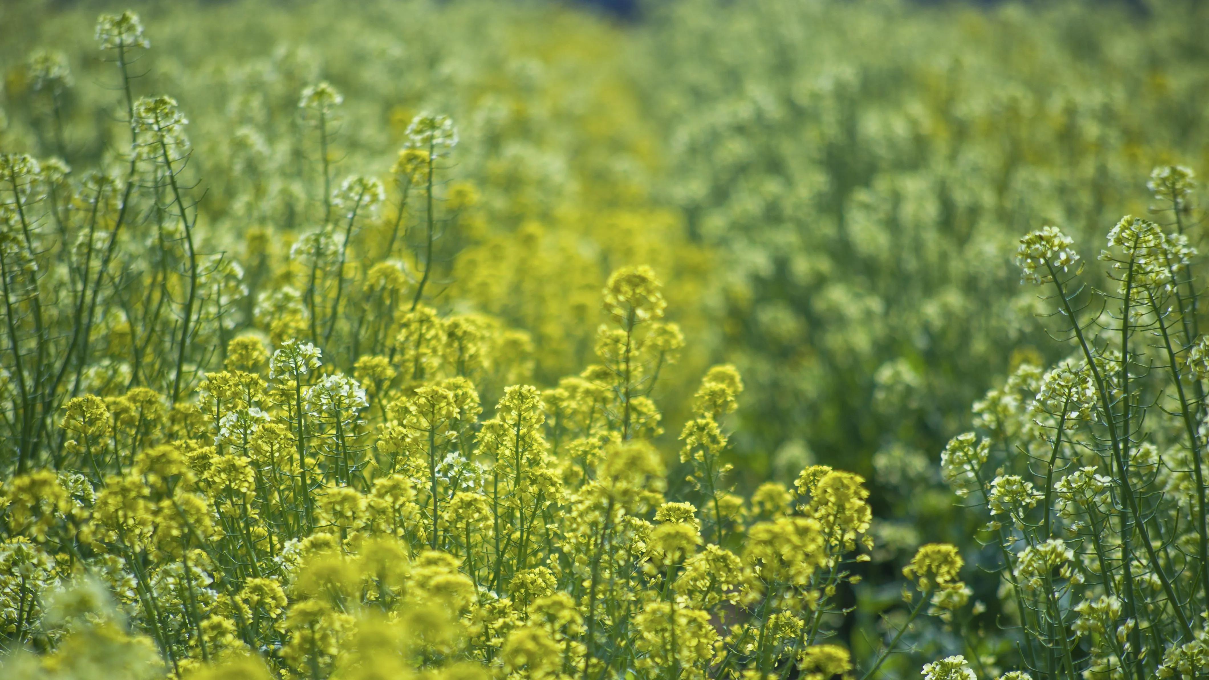 盛开在夏日里的那些花儿,冬天里那些盛开的花儿