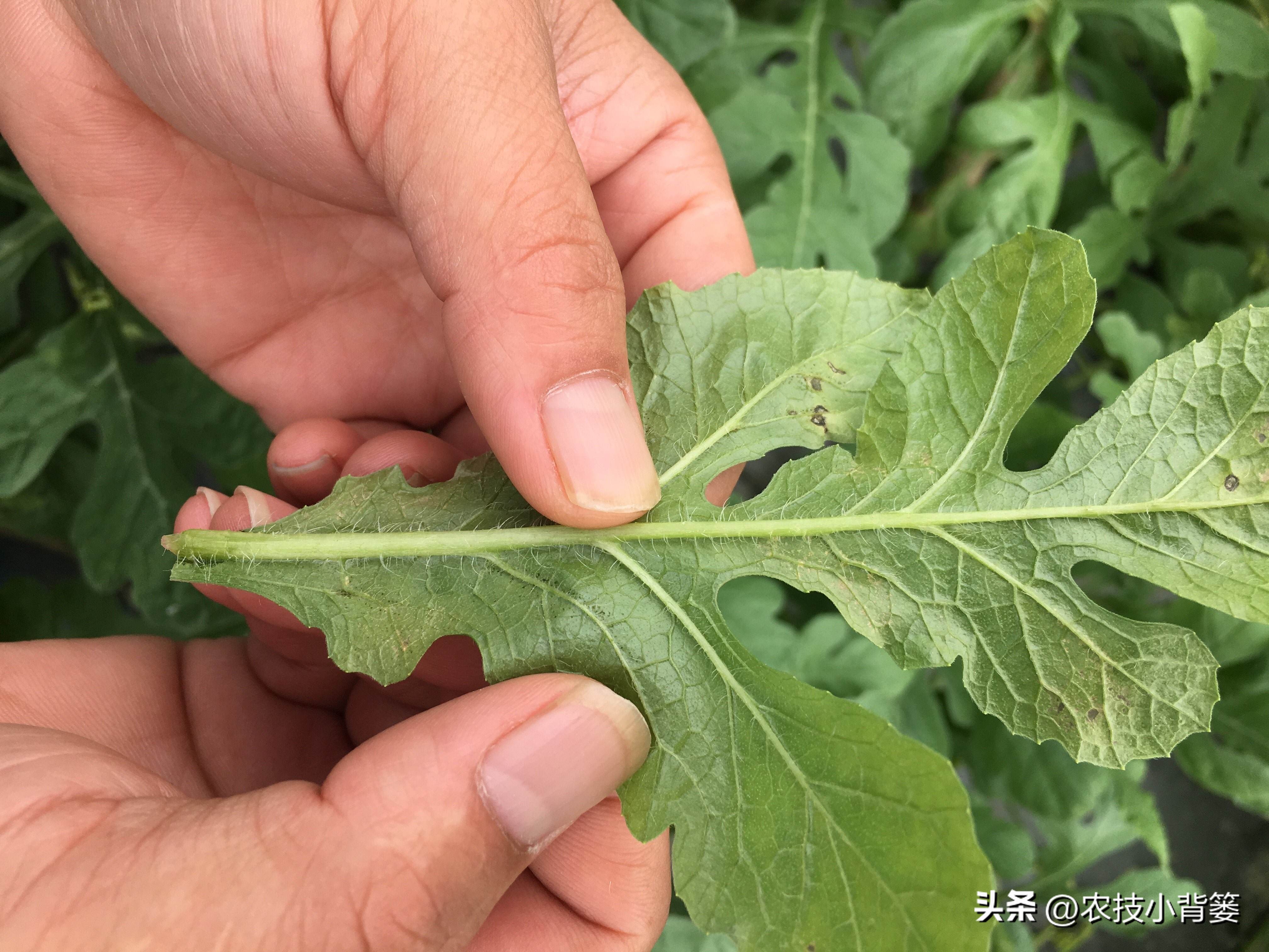红蜘蛛和螨虫如何根除,蜘蛛螨虫最怕什么药