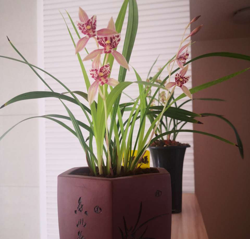 阳台上可以种什么蔬果,阳台上适合种的蔬果