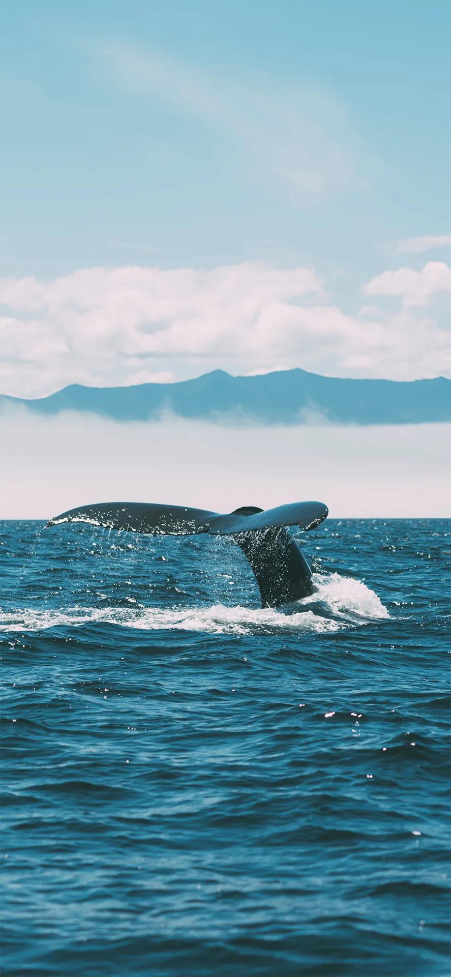 大海的精美壁纸,大海精美壁纸