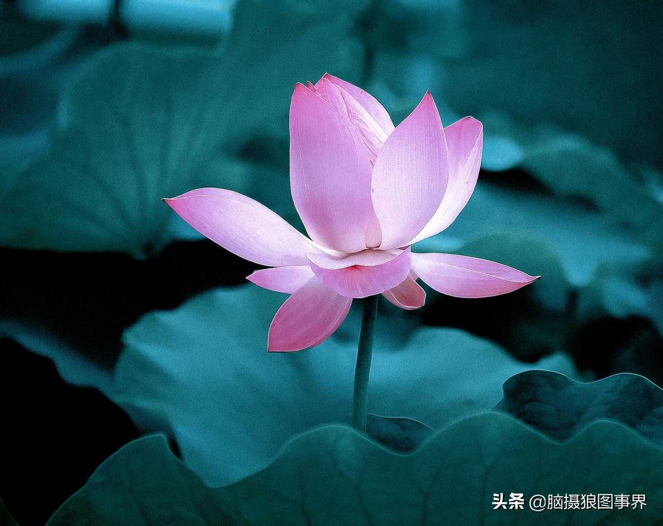 拍照如何确保对焦准确,拍照时对焦很难对上