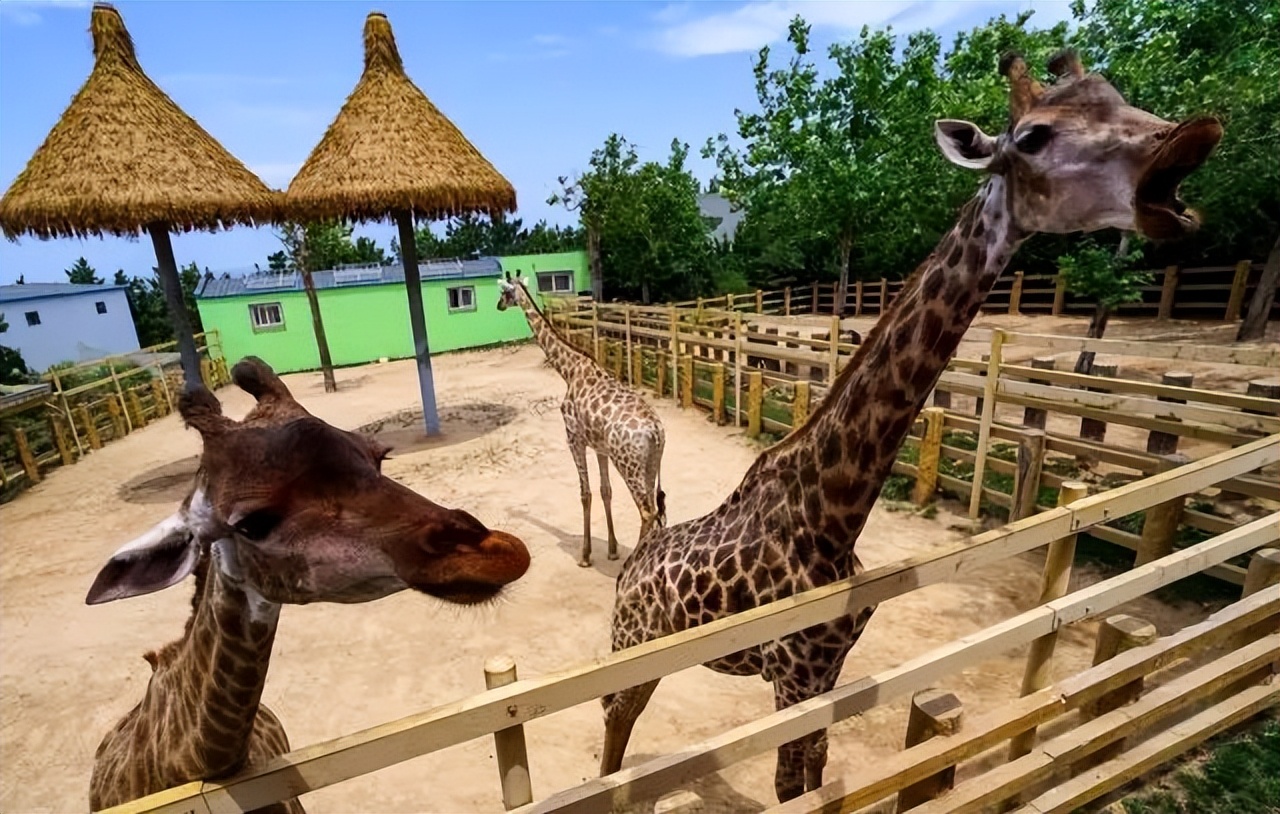 春天的第一场露营安排起来,春天里第一次露营