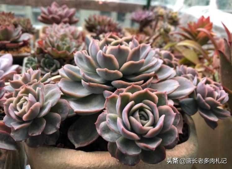 约瑟琳多肉怎么养,约瑟琳多肉皮实好养吗