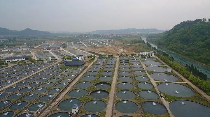 来自中国的美食,国宝级食材