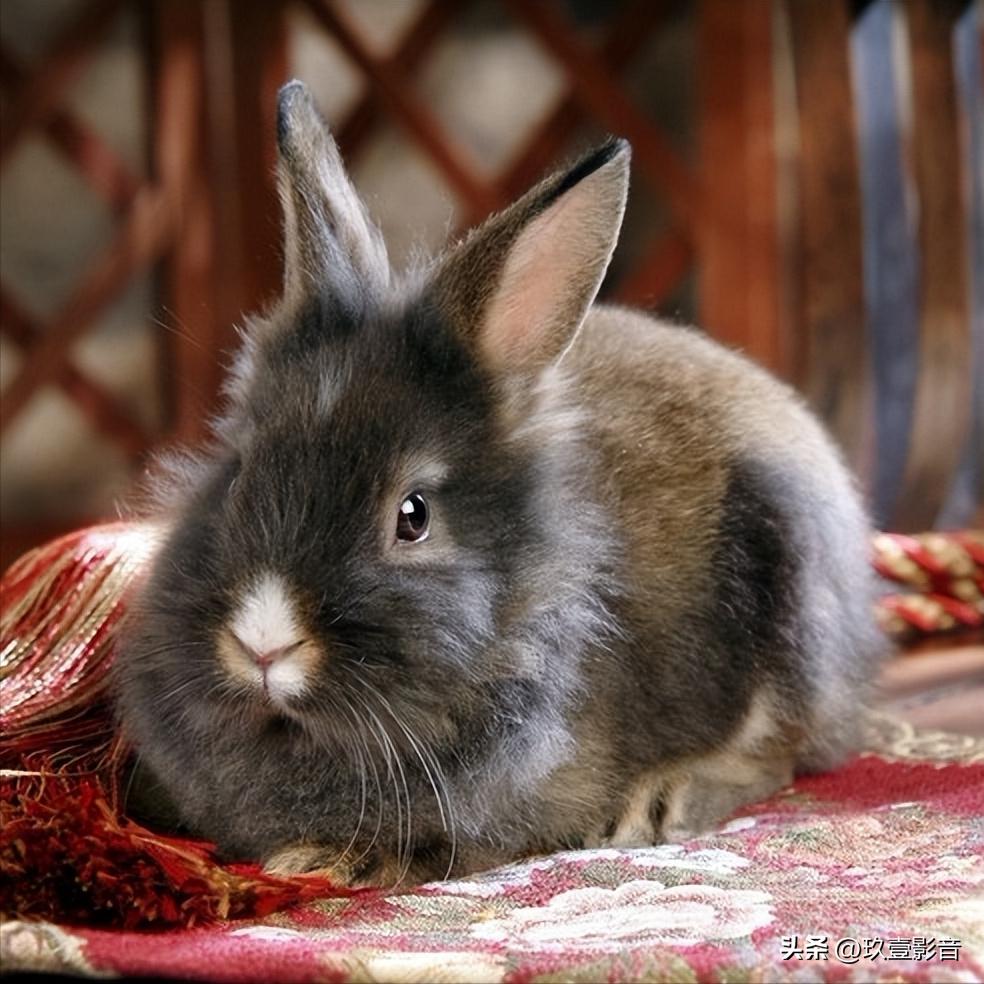 兔子有哪些品种宠物兔,兔子丰盛大餐