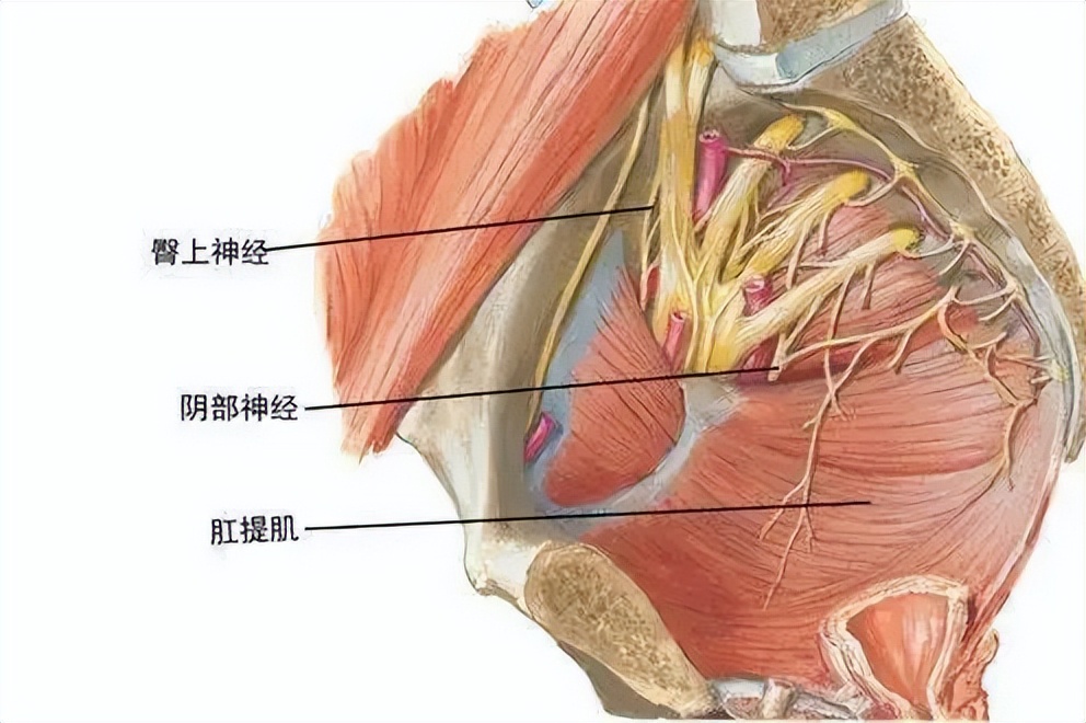 骨盆后环损伤后，新型螺钉的不同内固方法各有何优势？哪种方法好