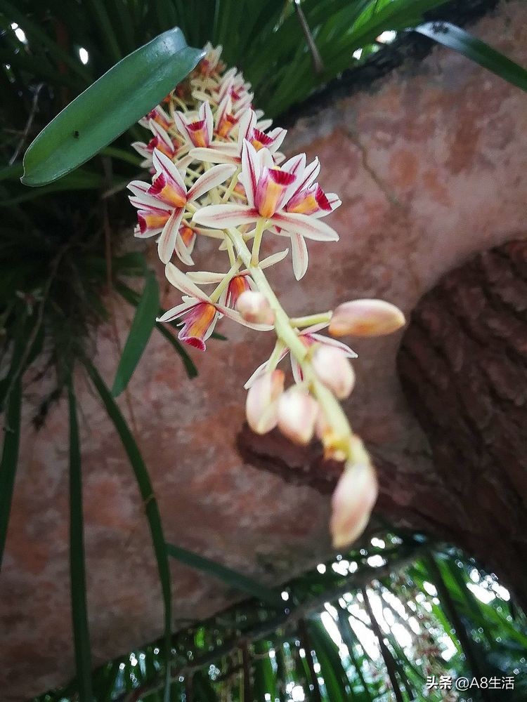 带你认识中华兰花纹瓣兰,顶级纹瓣兰图片