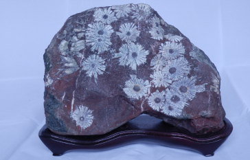 捡什么样的石头能发家致富 (捡石头真的可以发财吗)