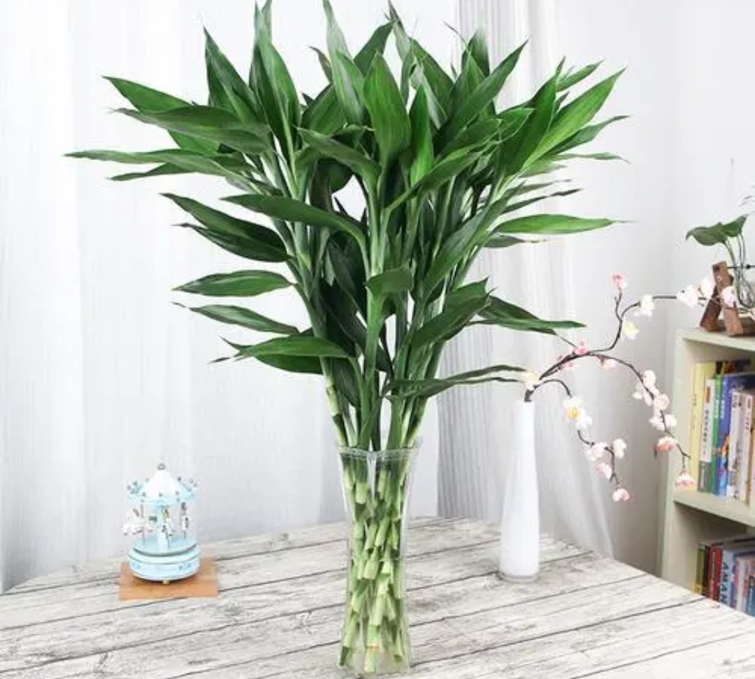 客厅养哪种发财树好,客厅养什么吉祥树最好