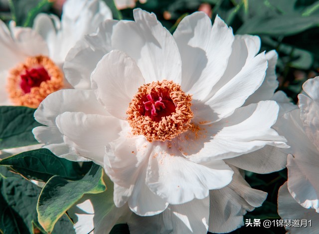 落英缤纷头条文章,落英缤纷芳草鲜美