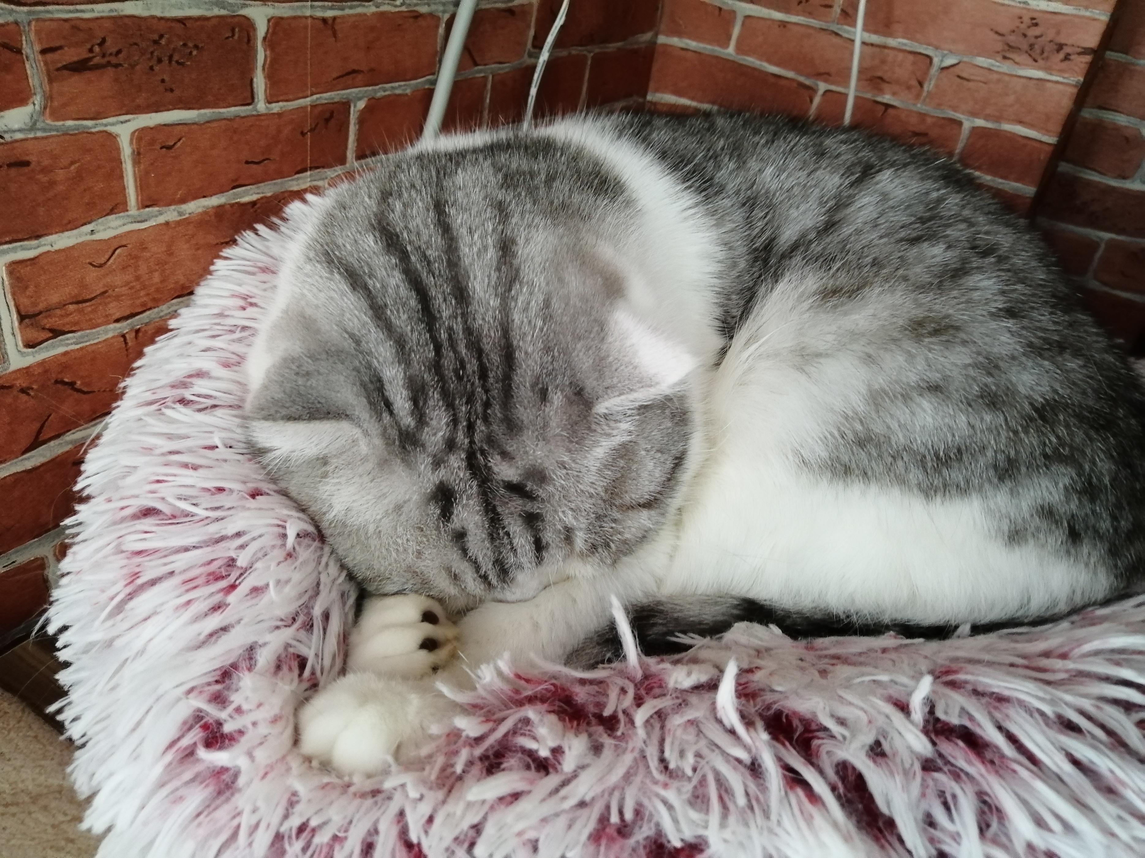 猫咪最爱吃的几种食物,猫咪最爱吃的蔬菜是什么