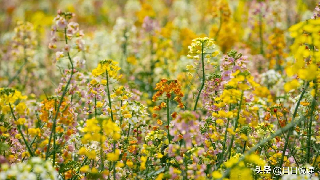 湖北荆州：石首“繁花”上大分↑即将刷爆朋友圈！