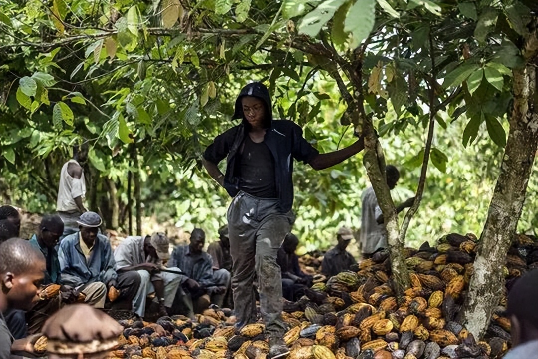 17世纪西班牙对可可日益增长的需求，巧克力成为日常饮食的一部分