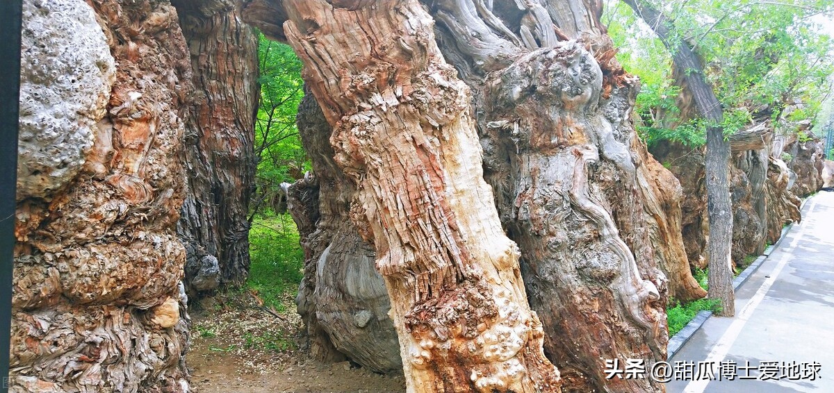 古树有很多东西要告诉我们，人类与古老植物的关系竟然如此密切
