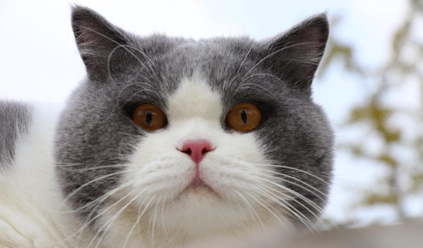 猫咪肾衰竭有什么症状？如何治疗？一篇搞懂