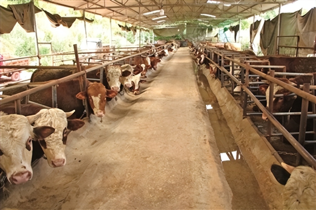 养牛人一般喂牛怎样喂,怎样喂牛长得又肥又快