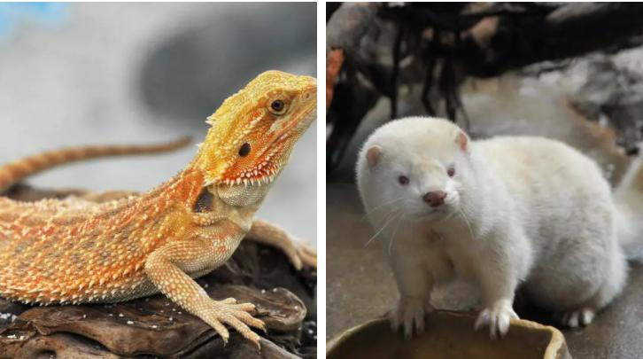 长隆动物园酒店两天一晚旅游攻略,长隆2天1夜熊猫酒店旅游攻略