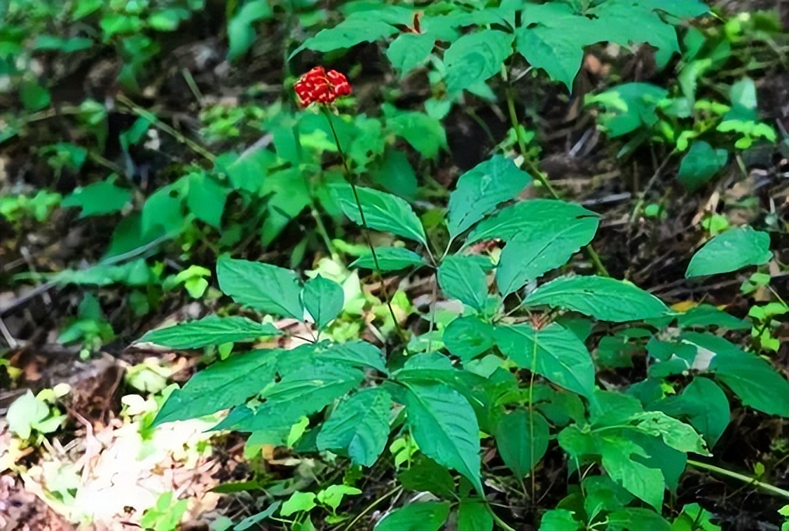 最好的野人参值多少钱一斤,野人参一般20年多少钱