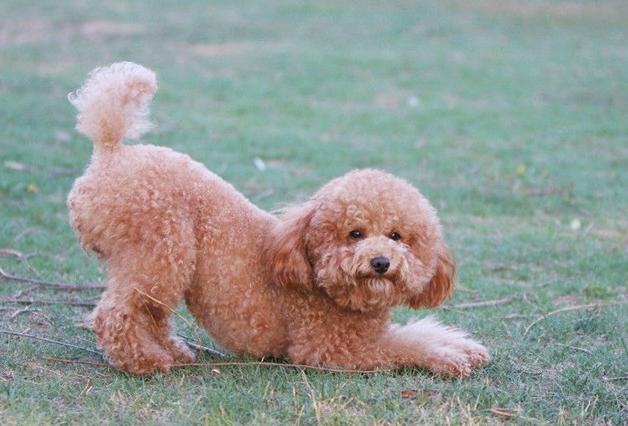 怎么避免泰迪被其他狗狗咬,如何防止泰迪犬吠