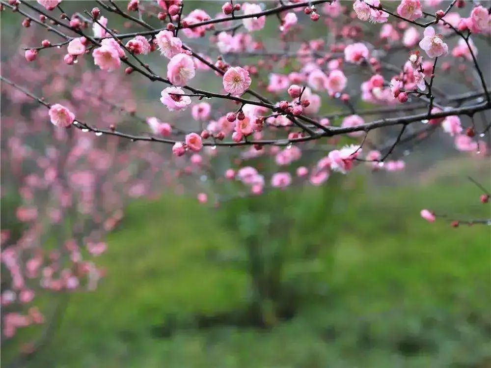 开花植物大全100种,实用分享30款小型开花树种介绍