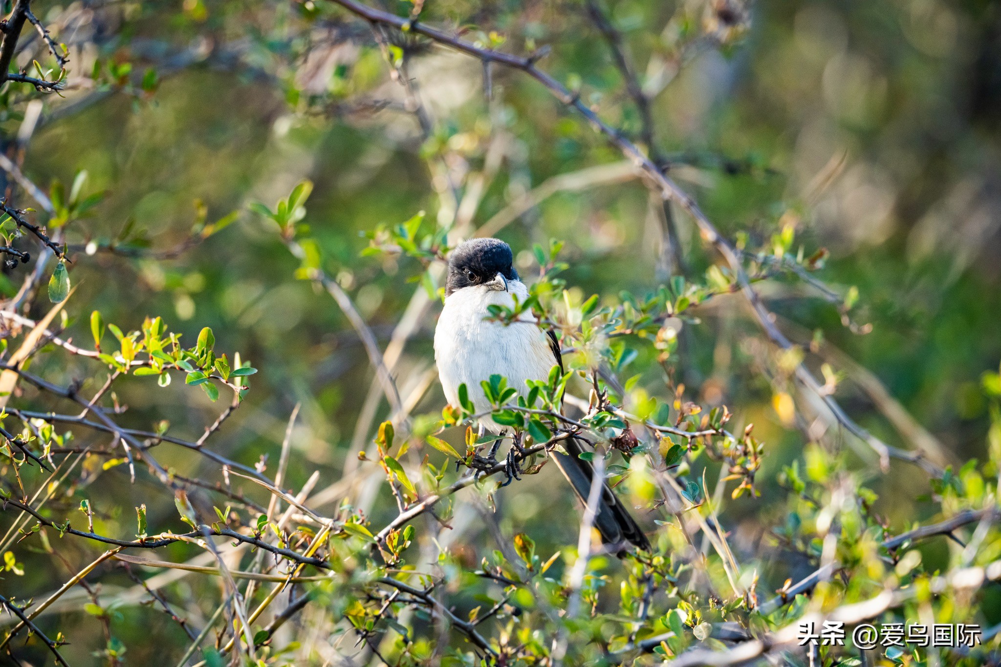 Alpha 1鸟种“加新”之旅 索尼云南拍鸟活动手记