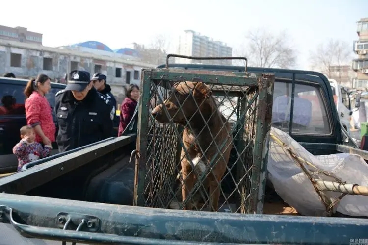 狗伤人事件法律知识,狗伤人事件为什么频发