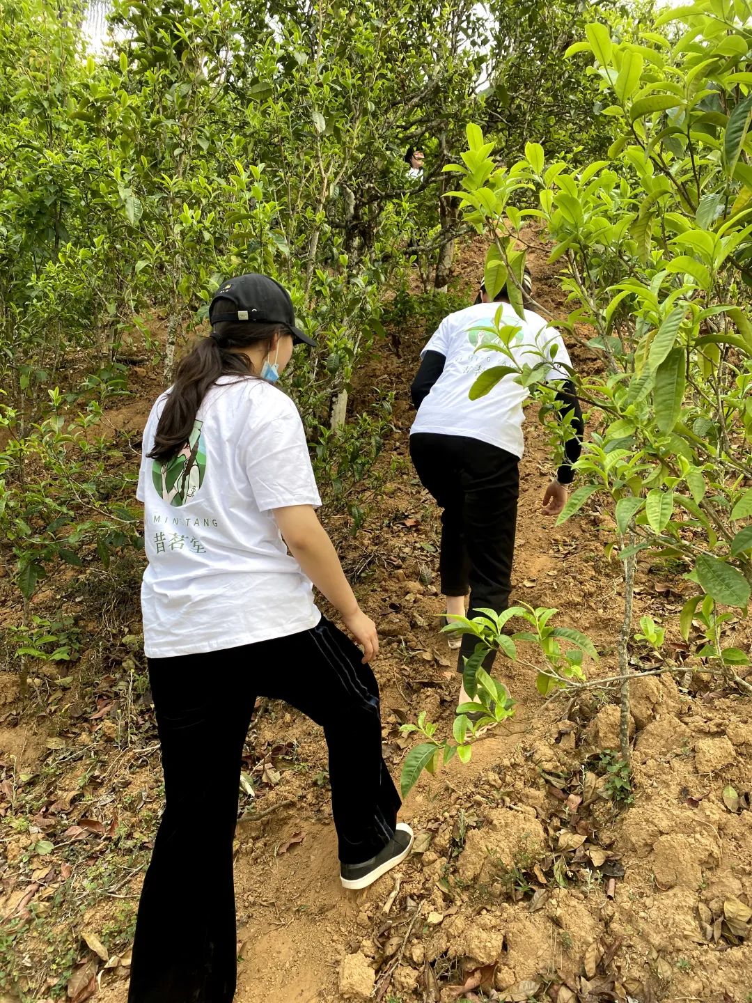 网购茶叶怎么选购最好的呢,盘点网购茶叶的4个省钱小技巧