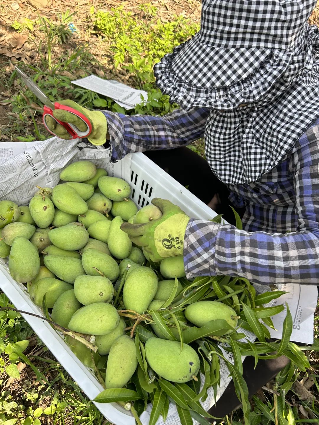 芒果产业助农增收,三产融合发展农民增产增收