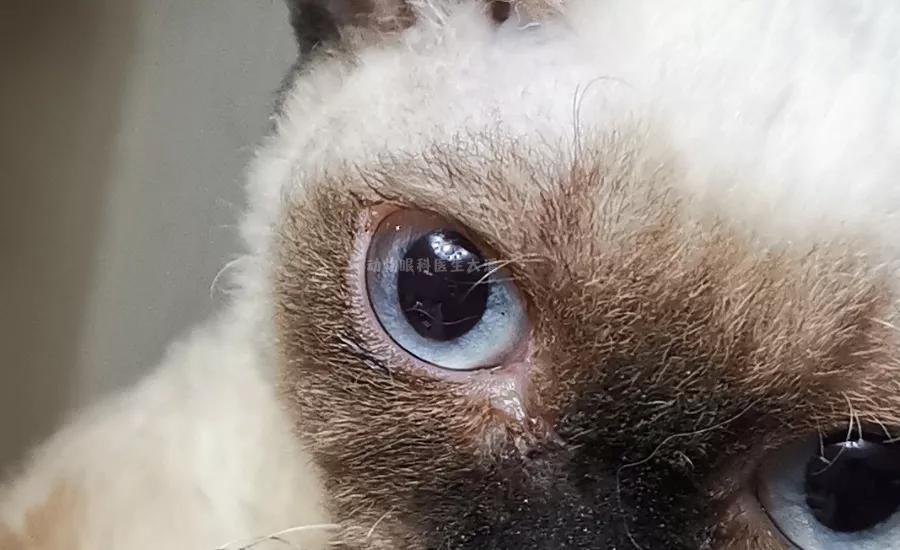 单只眼睛出血的治疗方法,猫眼睛结膜出血反复怎么办