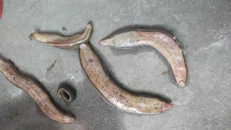 养水蛭用什么药预防得病,水蛭肠炎防治方法