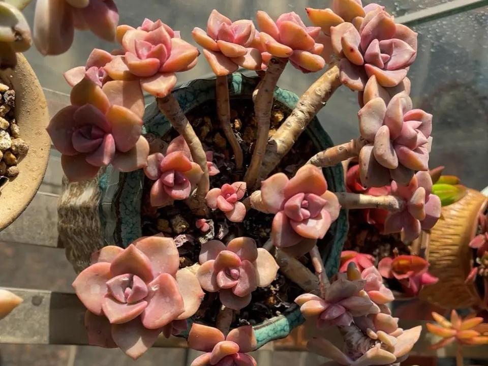 多肉彩虹糖和紫乐有啥区别,彩虹糖多肉和紫乐多肉的区别