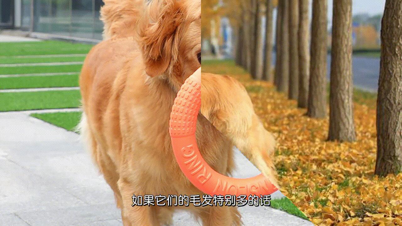 如何正确挑选普通金毛犬,金毛犬怎么挑选