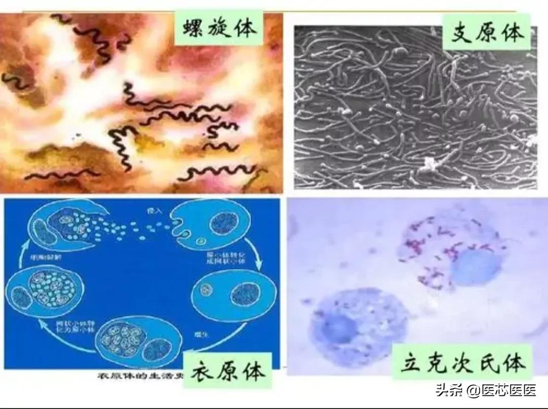 支原体和衣原体都能引起哪些疾病,肺炎支原体和衣原体的区别