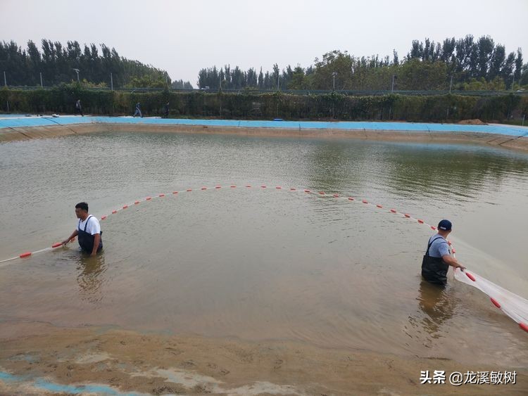 锦鲤分多少种什么样的锦鲤最好养,锦鲤要怎么选才能选到好的锦鲤