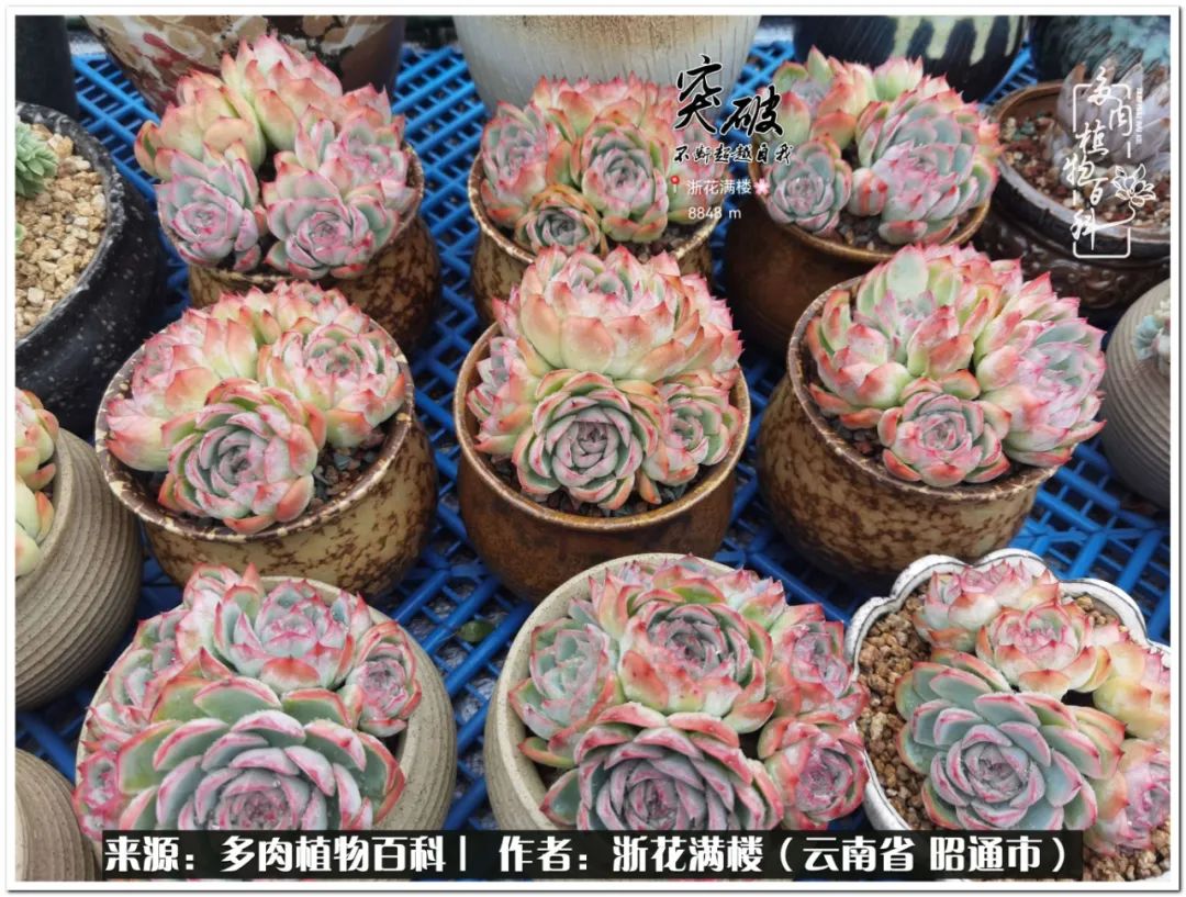 奔跑吧跑步,奔跑吧多肉盆栽