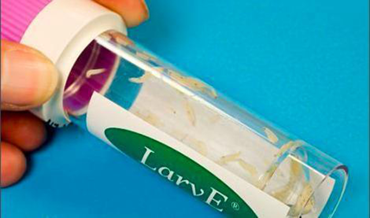 活蛆的另类妙用?一战时用蛆清创,几百条蛆曾挽救即将截肢的病患