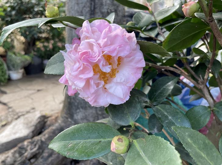 广州芳村花地古玩城,花地湾古玩城花市