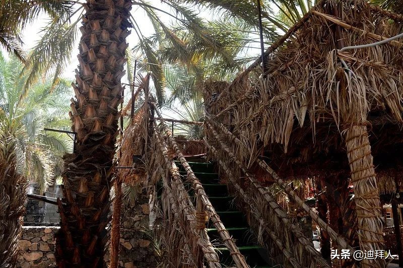 AllAbout椰枣，阿拉伯人的灵魂伴侣！附赠椰枣选品指南