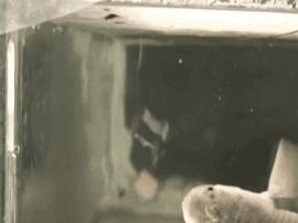 长达200年的解谜过程：鱼类曾经用我们的耳朵来呼吸