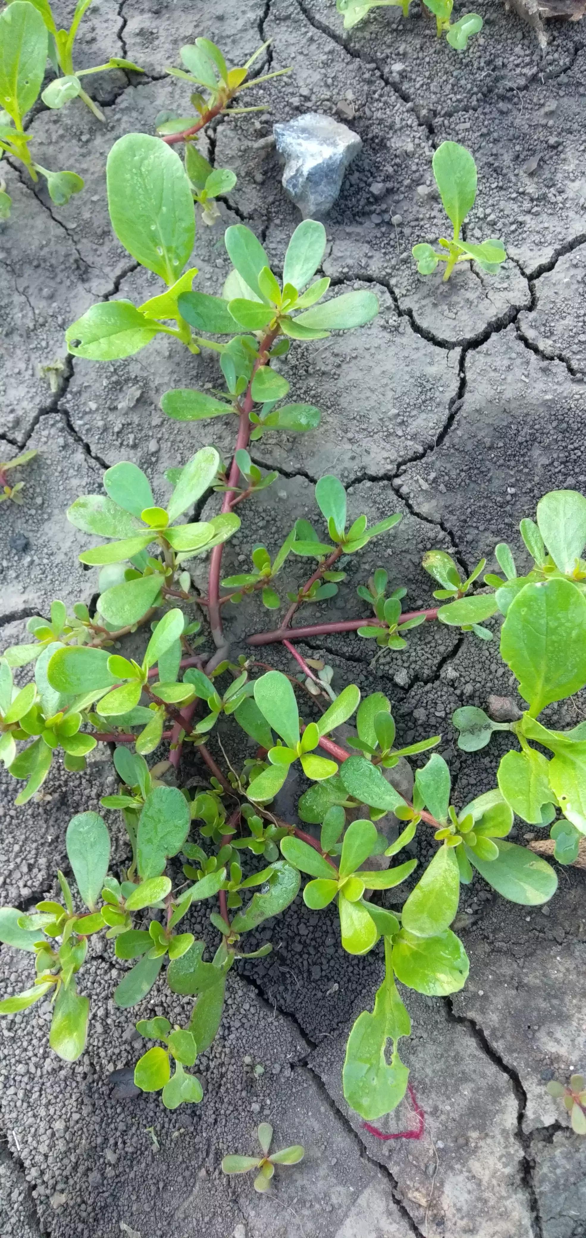 炝拌什锦,凉拌五行菜