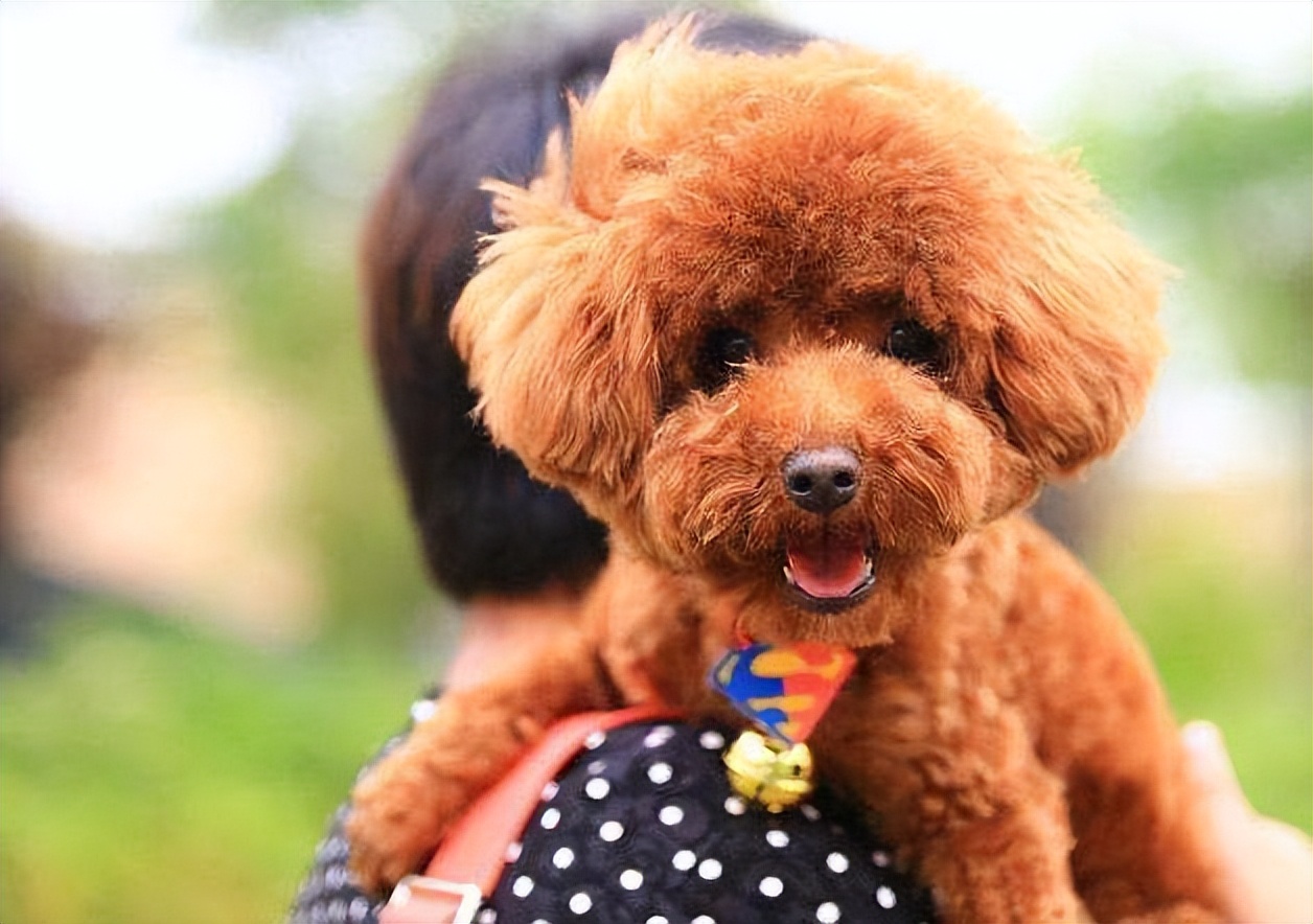 养泰迪有什么烦恼,养泰迪的五大误区