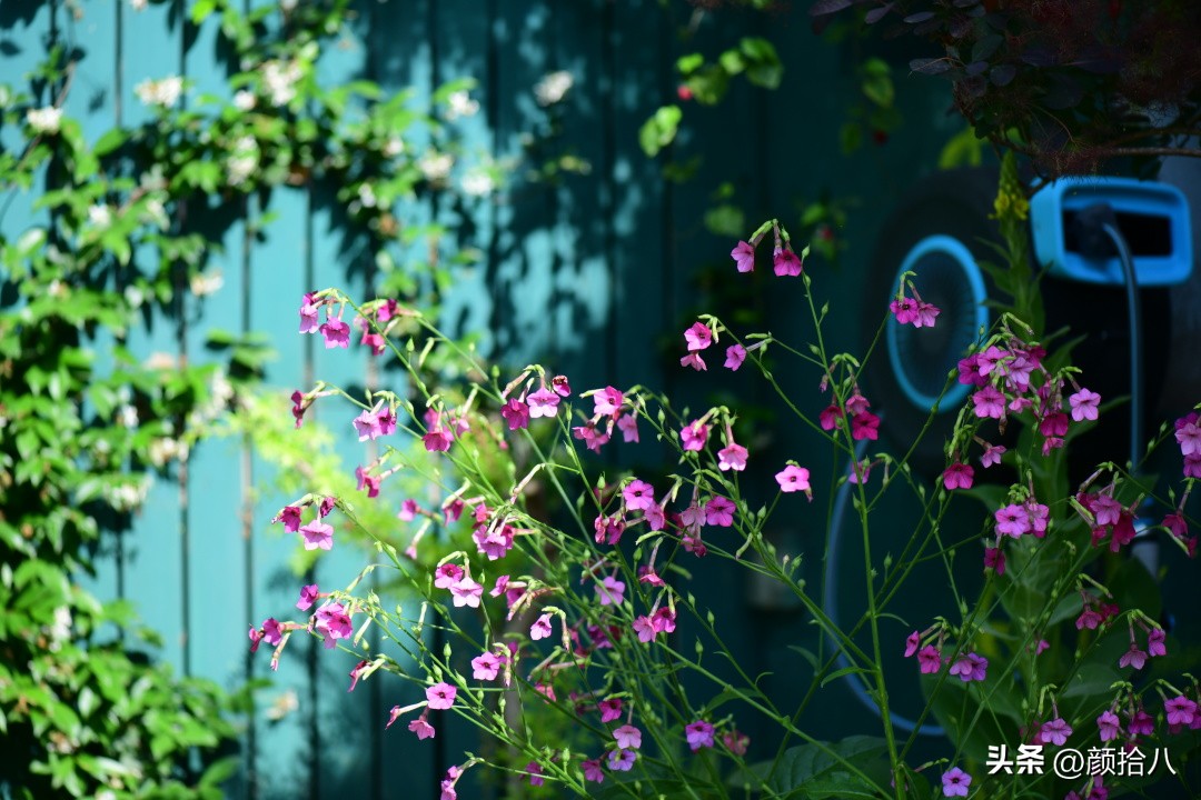 冬天开花的室外花卉盆栽,温室盆栽观花花卉植物