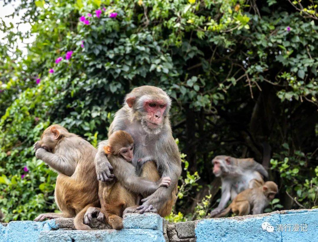 海南南湾猴岛天气预报,海南南湾猴岛