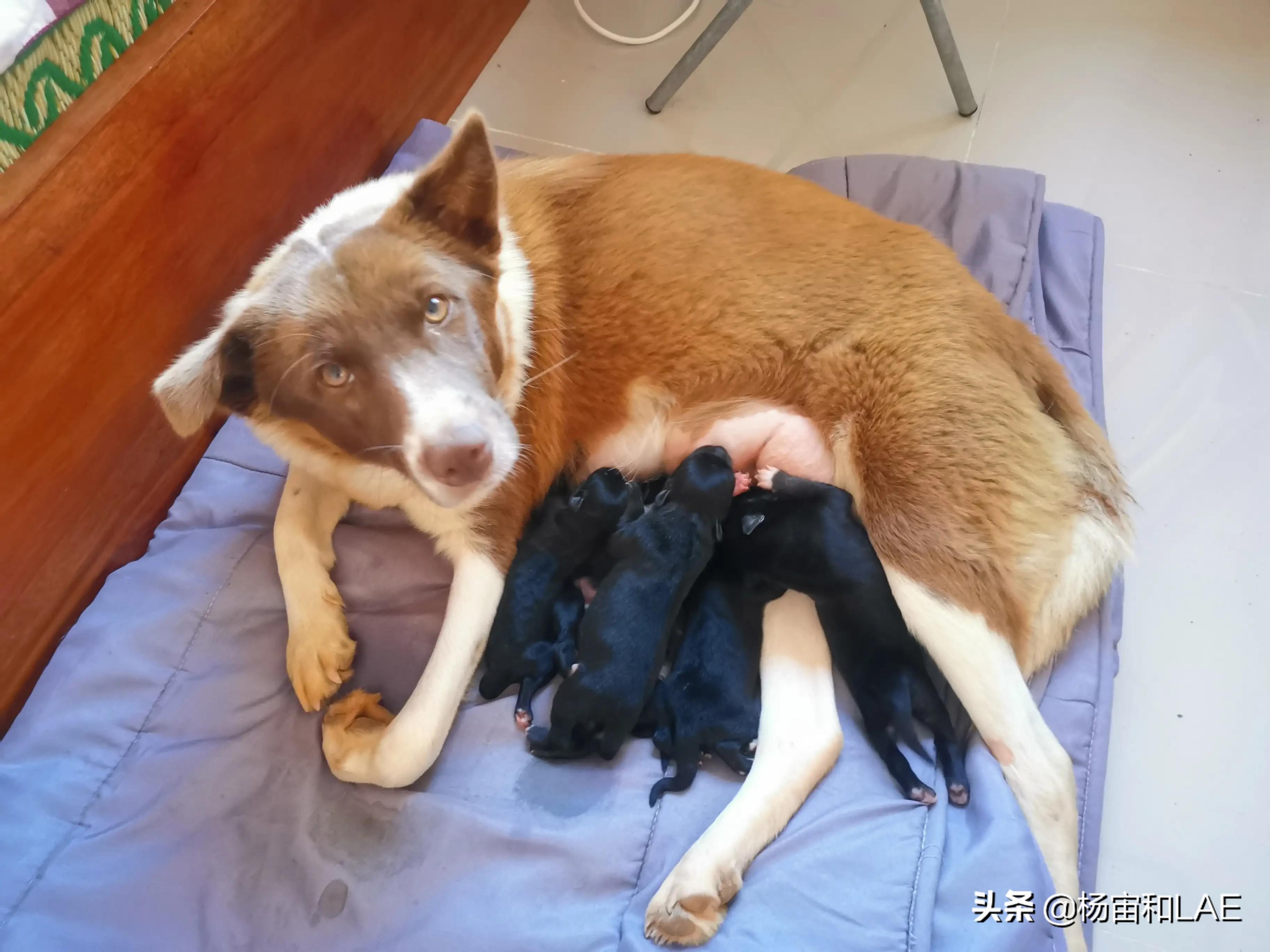 老挝哪里给狗打疫苗,西班牙狗生病怎么办