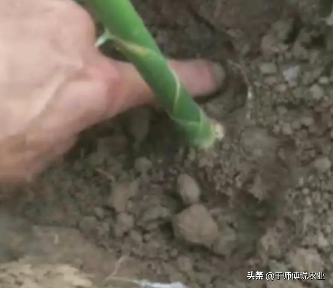 姜的种法和田间管理,大姜出齐苗后如何管理