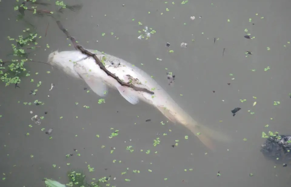 兄弟俩半夜在深潭中钓上一条死鱼，道公：水里有“脏东西”在作怪