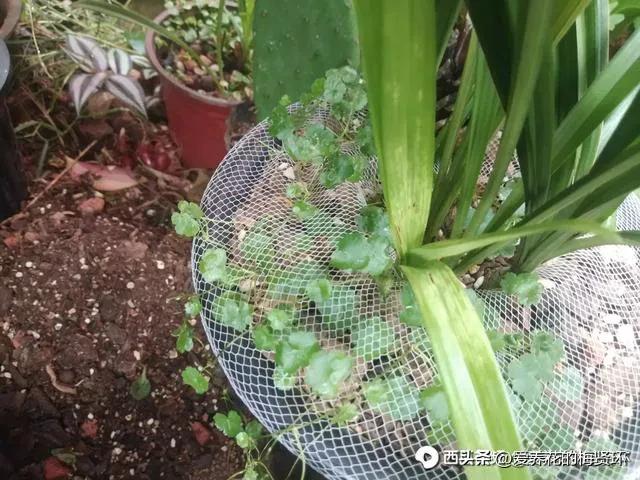 兰花拉丝病后期什么颜色图片,兰花拉丝病的症状和治疗方法