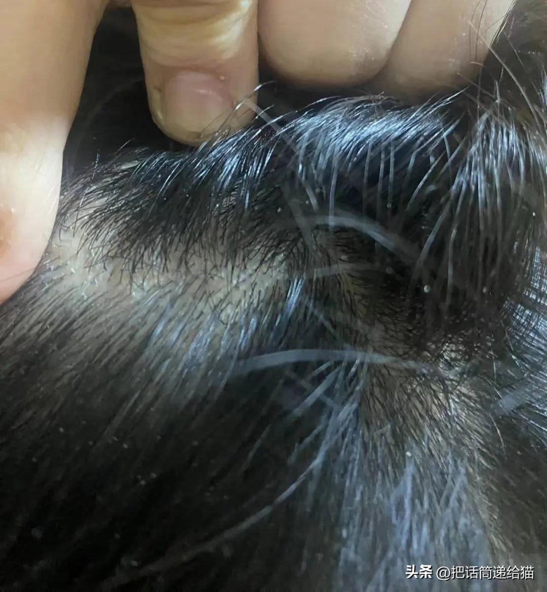 江苏偷猫事件,偷猫人被抓新闻