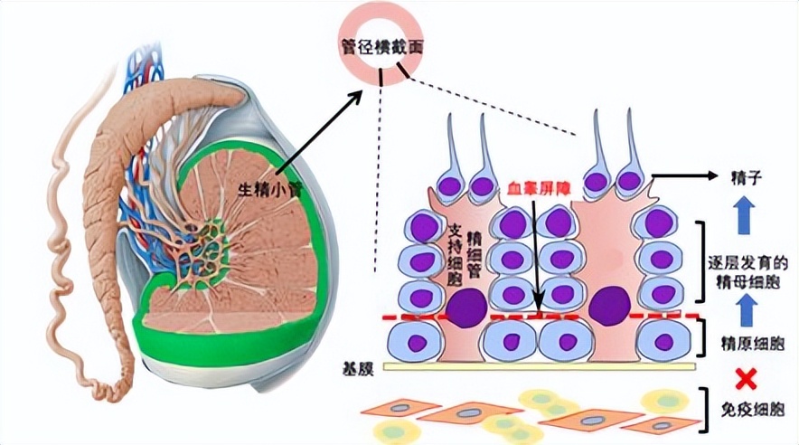 男人两个卵子切除后会死吗,男子两个睾丸都切除了还会遗精吗