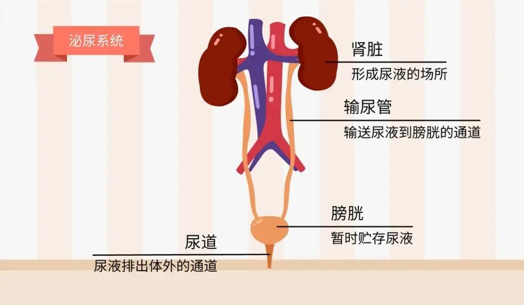 佛手瓜和佛手柑,佛手是佛手柑还是佛手瓜